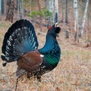 аврамнимус эбер