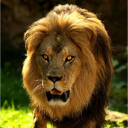 Lion avatar