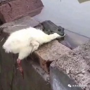 癞蛤蟆能吃天鹅肉