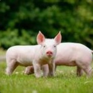 before u father go die