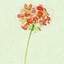 麻叶绿了芭蕉