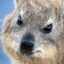 Hyrax
