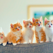 CAT - steam id 76561198864721955