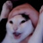 shin