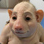 ItchyHippo