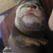OTTER - steam id 76561199209907603