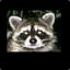 //Raccoon