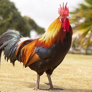 Я Пётр и я Горд