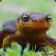 hissingnewt