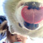 LeShi