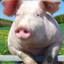Chris P. Bacon