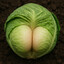ButtCabbage