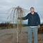 weeping pussy willow