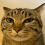 Nintendo eShop