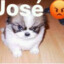 Megustaelqueso