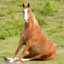 Noble Horse