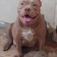 `   B u L b o L