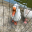 Pato_Oliveira