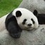 Blanc Panda