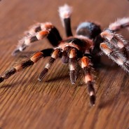 Vasili - steam id 76561198333951571