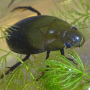 Жук-плавунец