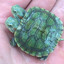 Burtleburtle