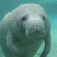 TheOnlyManatee