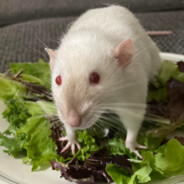 sekul1 avatar