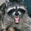 Raccoon