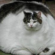 FAT CAT