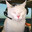 Meow