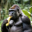 Gorilla Monkey