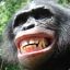 ape