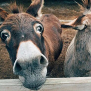 奇蹄目亚洲野驴