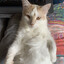 really cool cat
