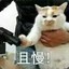 黑猫猫猫猫