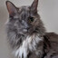 Meowriquois Plurrskin