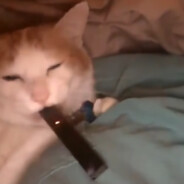 kokotmlady - steam id 76561198869806700