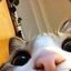 小猪猫