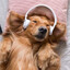 Avatar of DogInAGamerSuit
