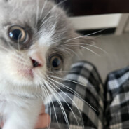 文方青的小马甲