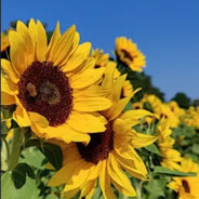 Sunf1ower❀