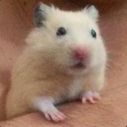 Hamster Pistola