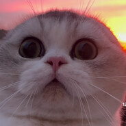 🐱‍👤