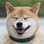 shiba_inu