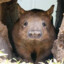 WOMBAT