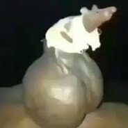 [Wicca] - rato_caxumba