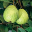 Guava