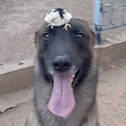 саня бс гейм