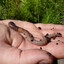 worms